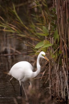 Great Egret Ardea alba in a marsh at Lakes Park in Fort Myers, Florida