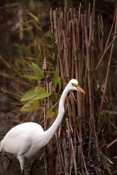Great Egret Ardea alba in a marsh at Lakes Park in Fort Myers, Florida