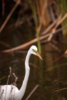 Great Egret Ardea alba in a marsh at Lakes Park in Fort Myers, Florida