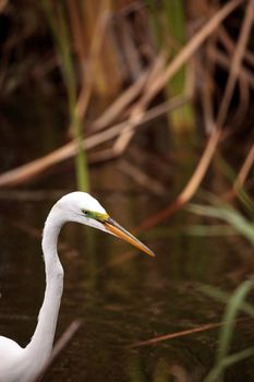 Great Egret Ardea alba in a marsh at Lakes Park in Fort Myers, Florida