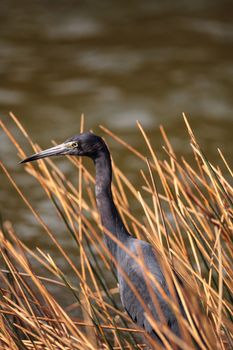 Little blue heron Egretta caerulea at Lakes Park in Fort Myers, Florida