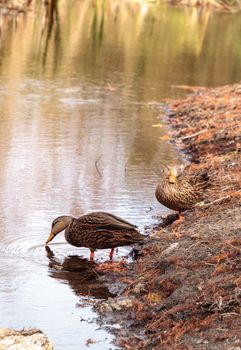 Mottled ducks Anas fulvigula in a pond at Lakes Park in Fort Myers, Florida