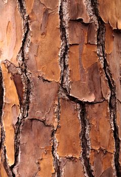 Pine Tree bark background on texture on a pine tree