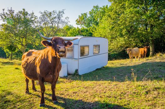 A cow mooing close to a caravan in a camping at the farm