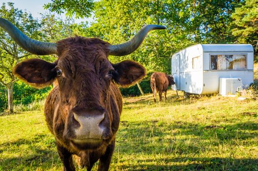 Close up shot of a cow on a camping site