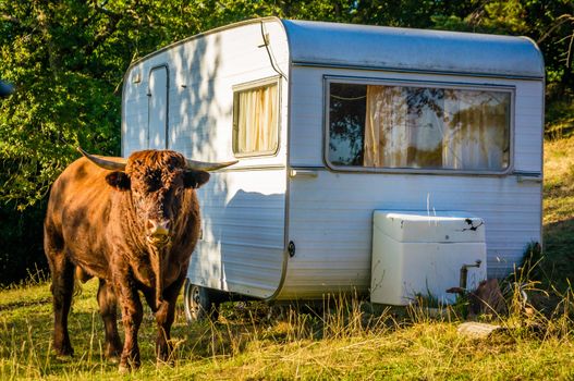 Bull standing up close to a caravan in a camping ground