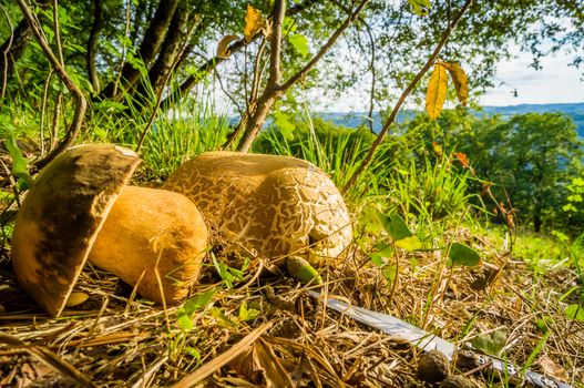 Mushroom picking in France with two cep mushrooms and a knife