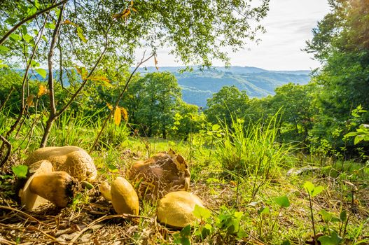 Cep mushroom picking in the mountains of France