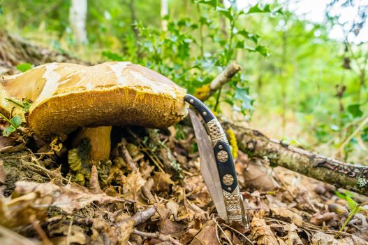 Cep mushroom and a knife in the forest in France