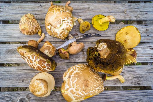 Cep mushrooms on a wooden table in France