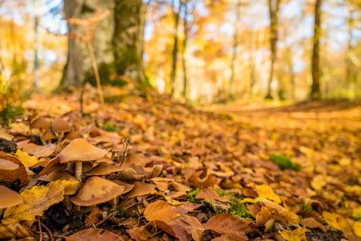 Mushroom in Fontainebleau forest in Paris in autumn