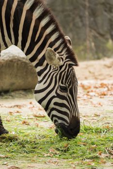 A big zebra is eating grass