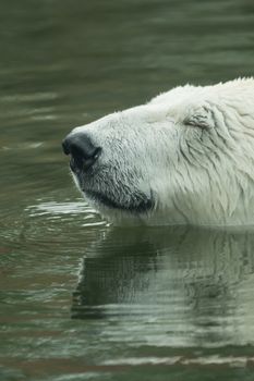 A polar bear is swimming in the water