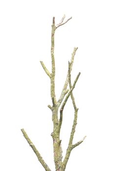 Tree with branches without leaves in front of white background