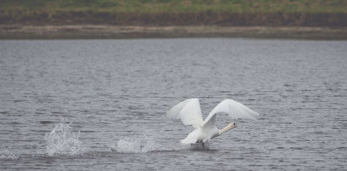 Many beautiful white  swans on the lake
