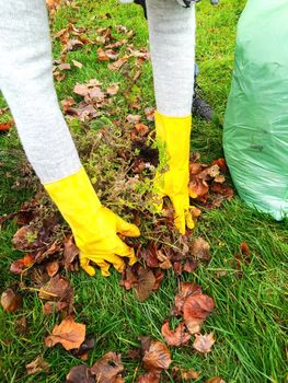 A woman collects old foliage in the garden