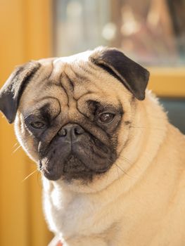 A portrait of a beautiful pug, only the head