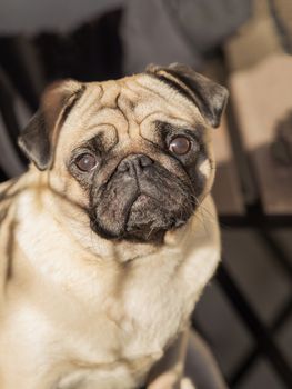 A portrait of a beautiful pug, only the head