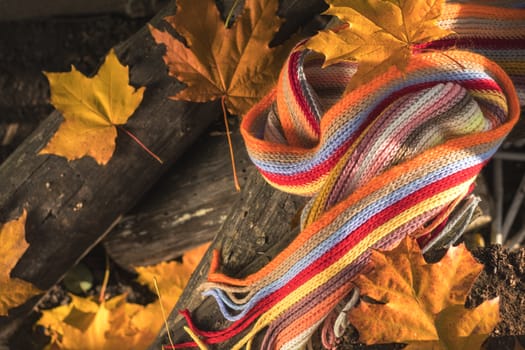 Multicolored scarf and yellow maple and oak leaves on the logs. Bright autumn background. Sunlight, copy space