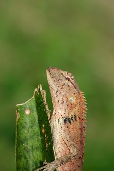 Image of a chameleon on nature background. Reptile. Animal.