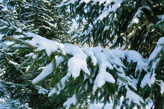 Winter conftiterous fir branches close-up on sunny day with white snow