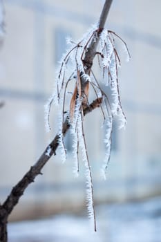 Frosty winter plant details close-up covered with cold white snow