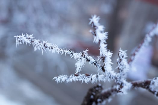 Frosty winter plant details close-up covered with cold white snow