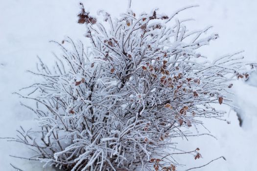 Frosty winter plant details close-up covered with cold white snow
