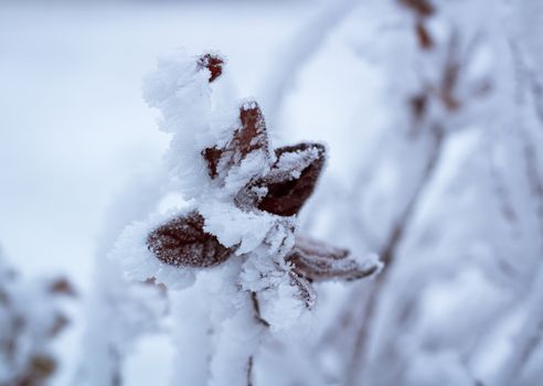 Frosty winter plant details close-up covered with cold white snow