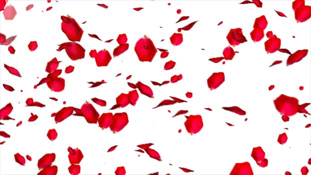 Rose petals isolated on white background. 3d rendering