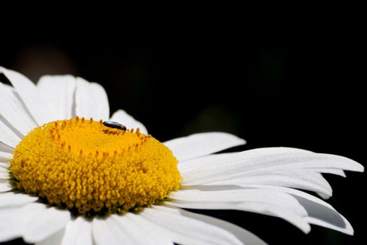 Beautiful flower macro with a close distance, background