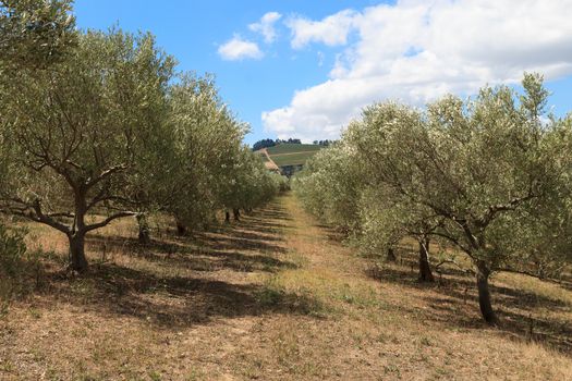 A view of a olive grove from Stellenbosch, South Africa