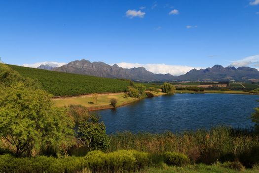 A Stellenboscsh panorama with tipical rows of vines, South Africa