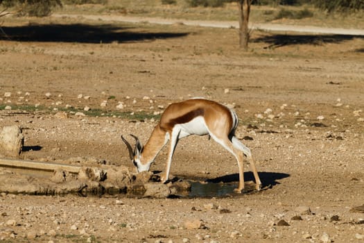 A close up of a springbok from Kgalagadi Transfontier Park, South Africa