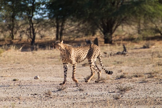 A cheetah cross the road at Kgalagadi National Park, South Africa