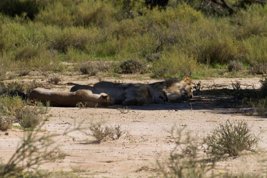 Three lions sleeping under a tree, Kgalagadi National park, South Africa