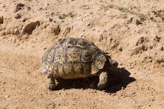 A leopard tortoise cross the road at Kgalagadi National Park, South Africa