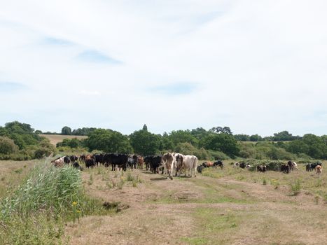 a field of cows outside together in a herd and seen from the back