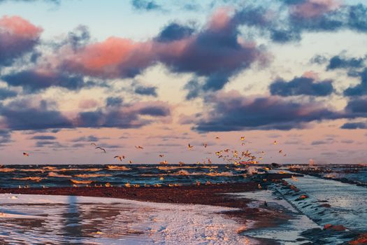 Flying seagulls over the winter sea in Riga