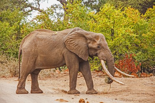 Mastulele, considered to be the leading tusker in Kruger National Park, South Africa.