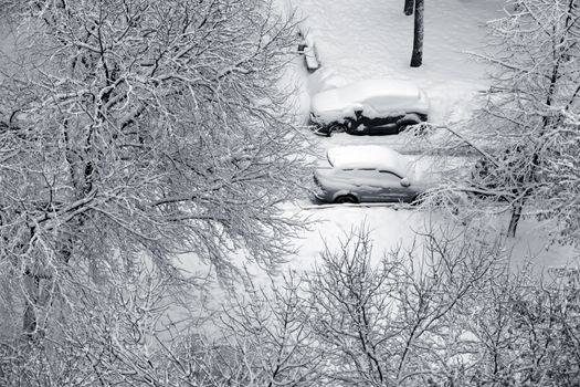 Winter branchs and car covered with snow