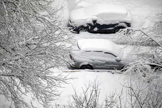 Winter branchs and car covered with snow