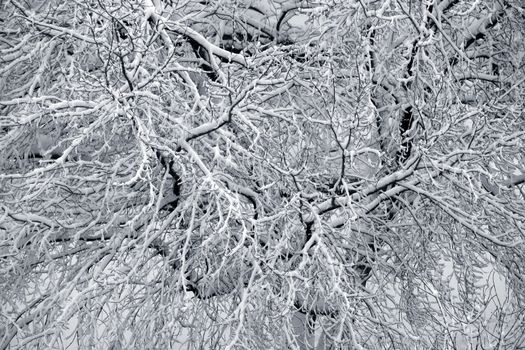 Winter branchs covered with snow