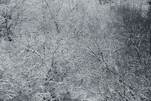 Winter branchs covered with snow