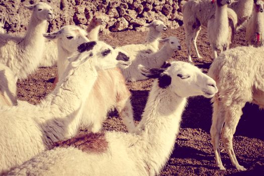 Lamas Lamas herd in Eduardo Avaroa National Park, Bolivia