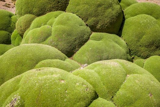 Rock covered with green moss in Bolivian sud lipez, close-up view