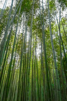 Arashiyama bamboo forest in Sagano, Kyoto, Japan