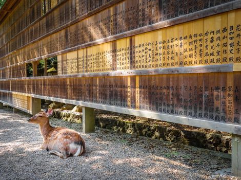 Sika deer in front of Wooden tablets, Nara, Japan