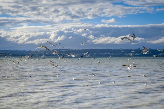 Seagulls on Rotorua lake landscape, New Zealand