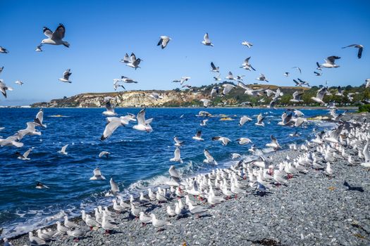 Seagulls flying on Kaikoura beach, New Zealand